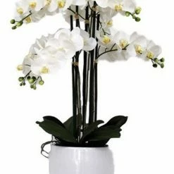 Rembrandt Potted 6 Spray Orchid In White Pot