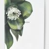 Father Rabbit Hellebore Notebook Support Local Gifts